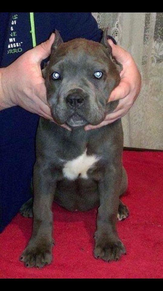 Cane corso chloé billede 2