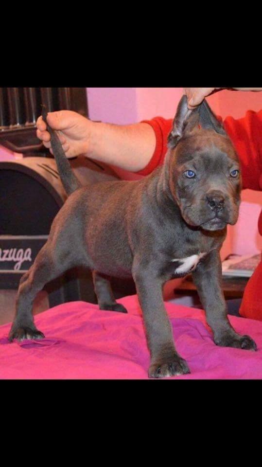 Cane corso chloé billede 3