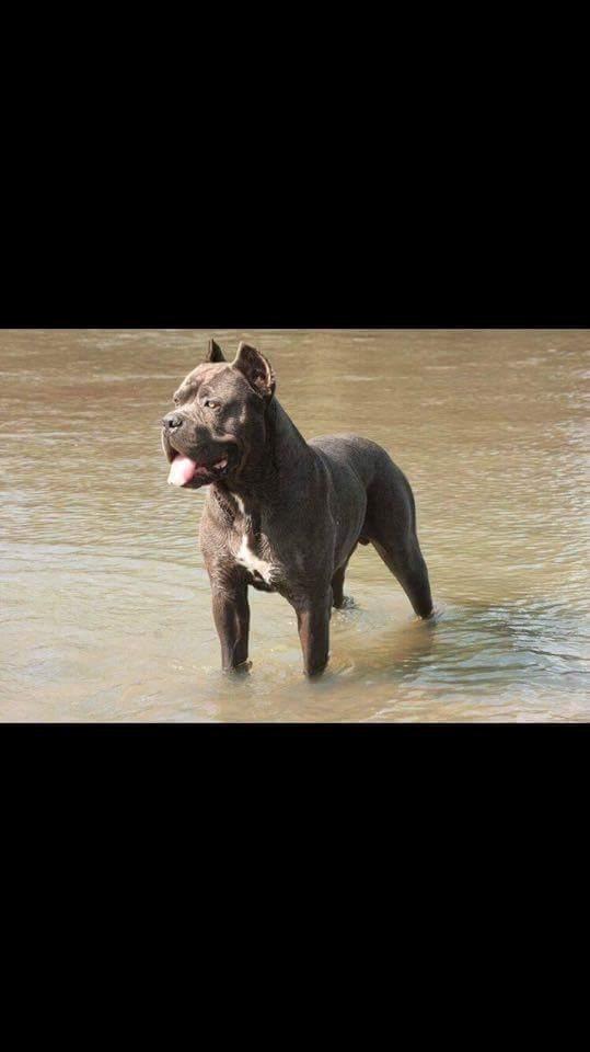 Cane corso chloé - far billede 14