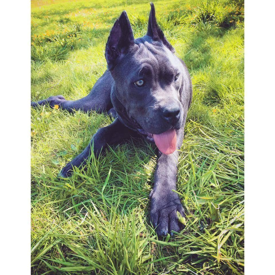 Cane corso chloé billede 8