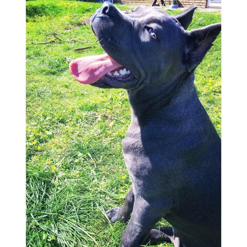 Cane corso chloé billede 9