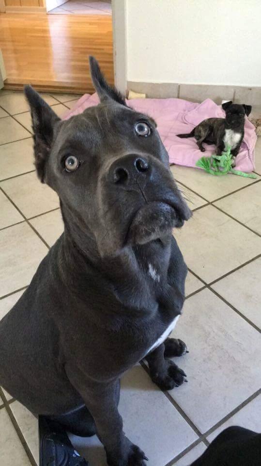 Cane corso chloé billede 10