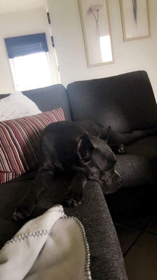 Cane corso chloé billede 11