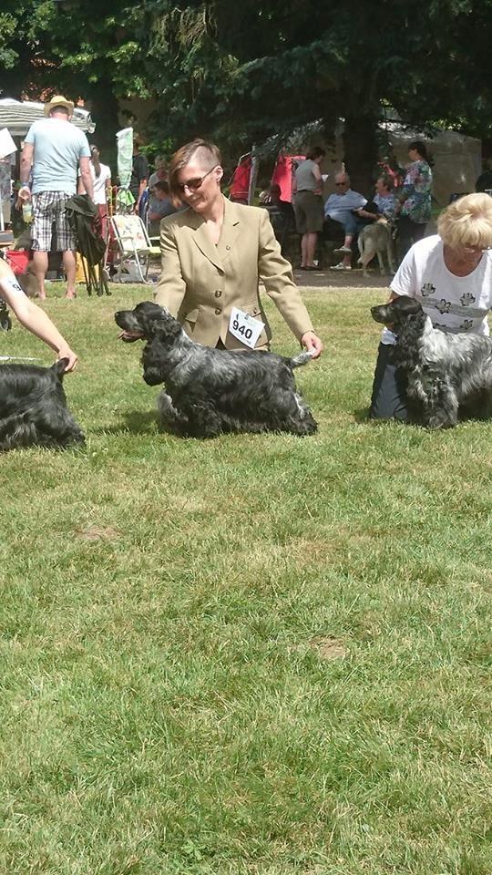 Cocker spaniel Sky - Bedst i modsat køn billede 44