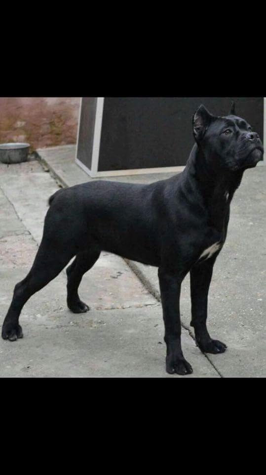 Cane corso chloé - mor billede 13