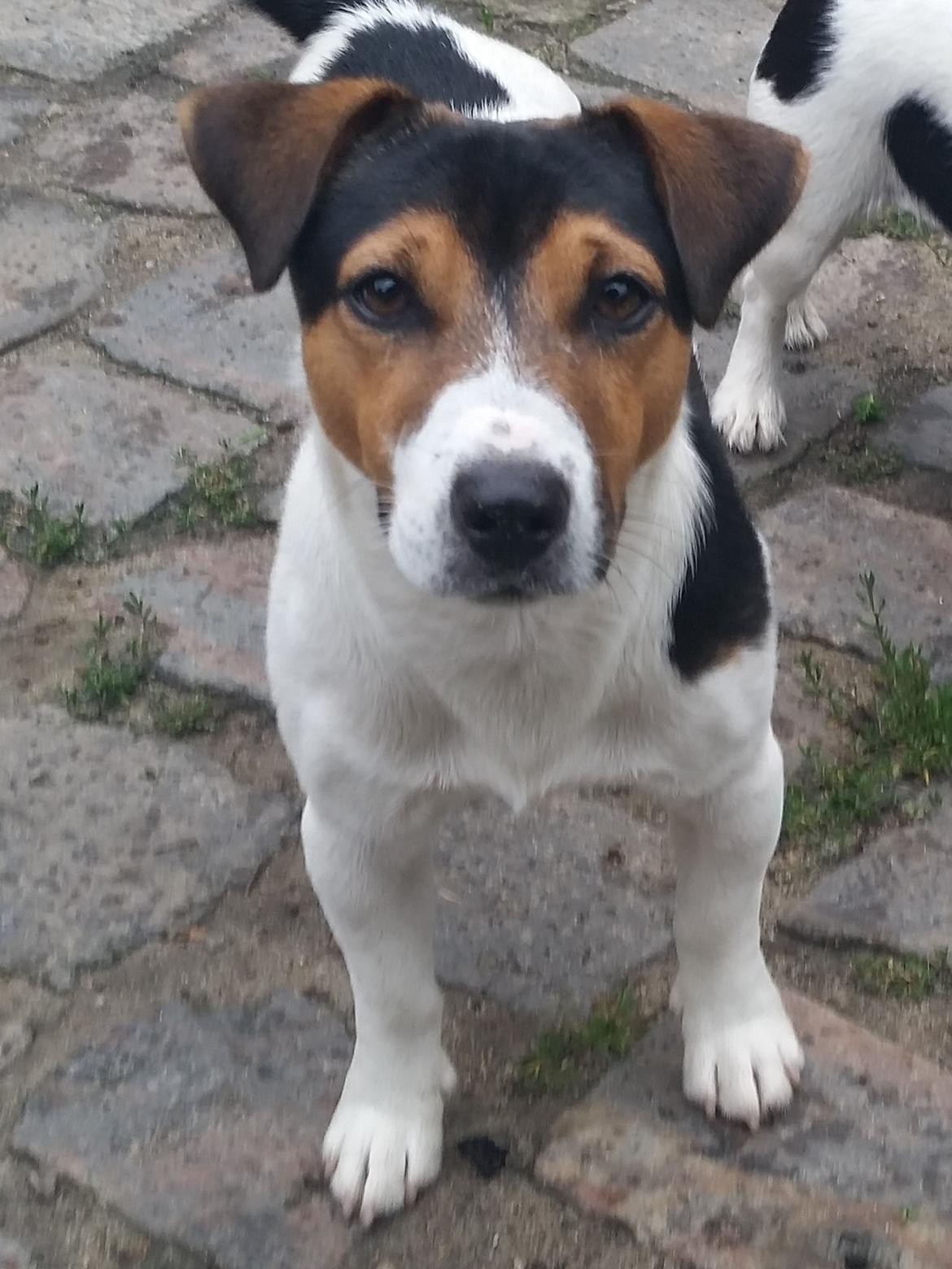 Jack russell terrier Amy's Choice Jaqen H'ghar billede 11