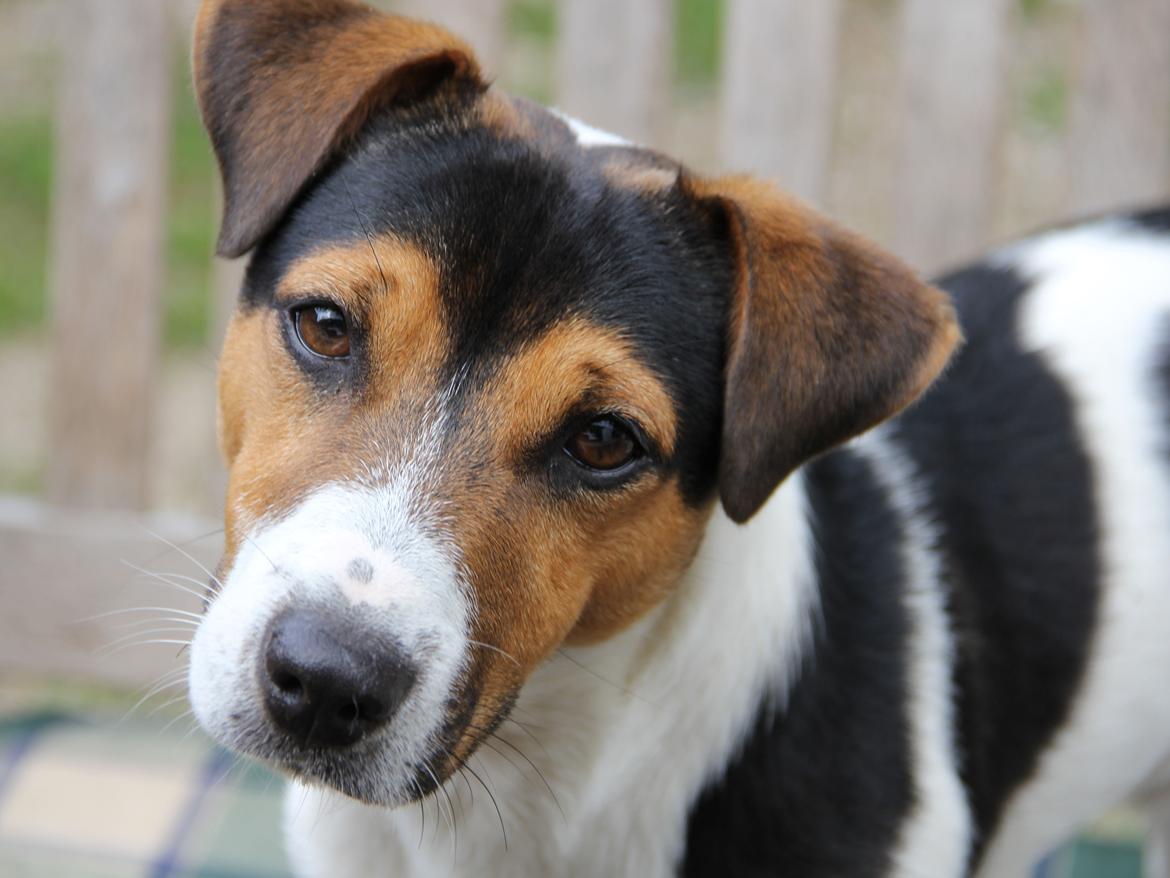 Jack russell terrier Amy's Choice Jaqen H'ghar billede 13