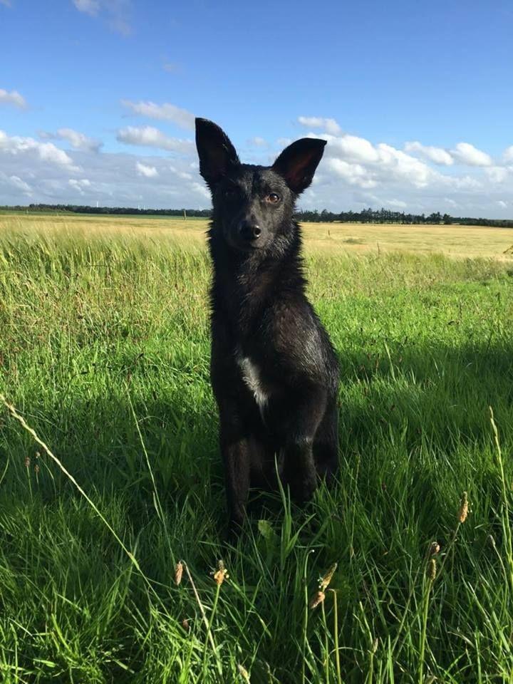 Blanding af racer Elvis - Velkommen til Elvis' profil billede 1