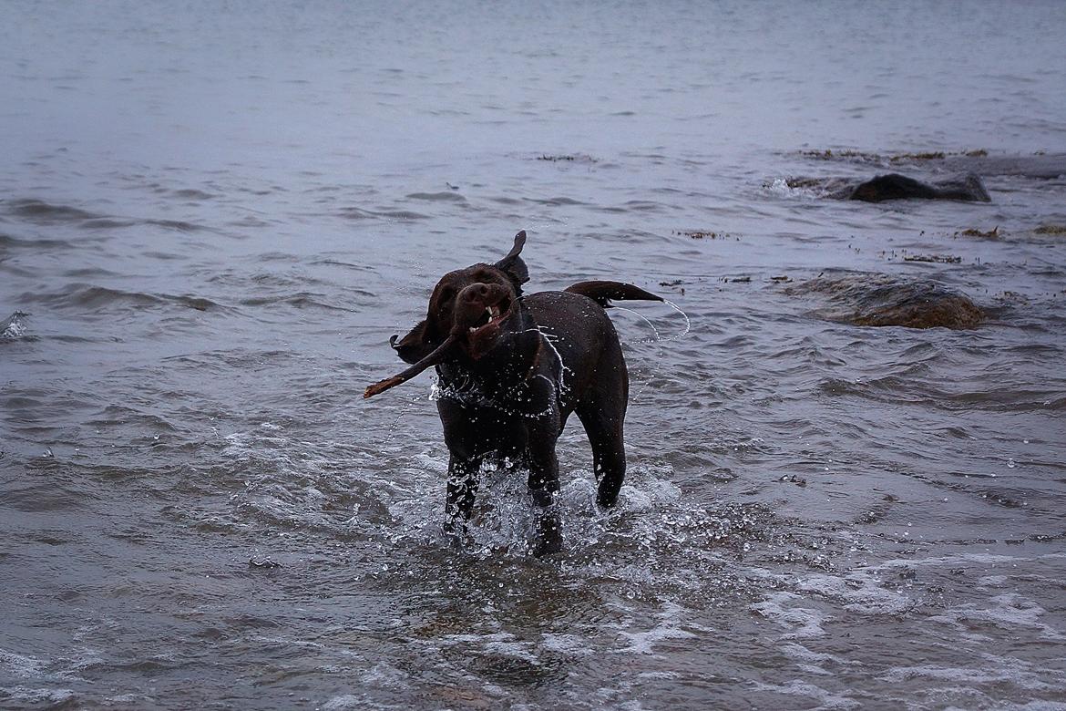 Labrador retriever Dumle billede 24