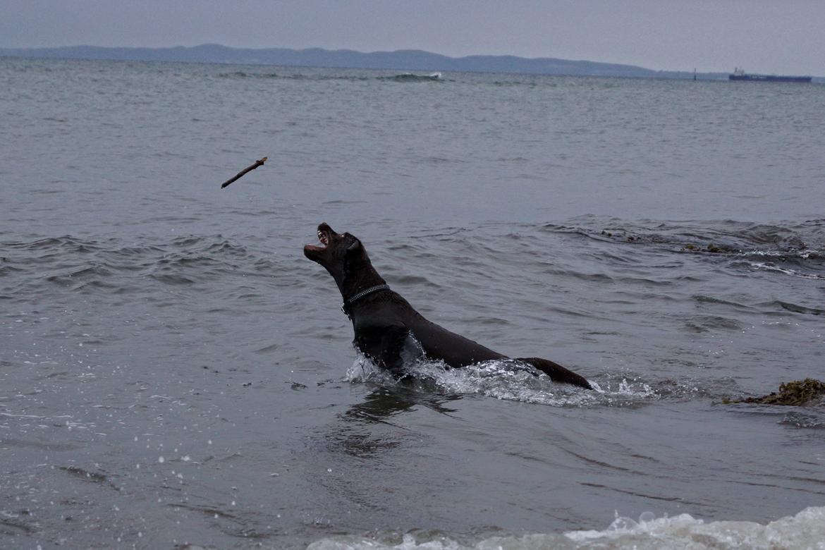 Labrador retriever Dumle billede 25