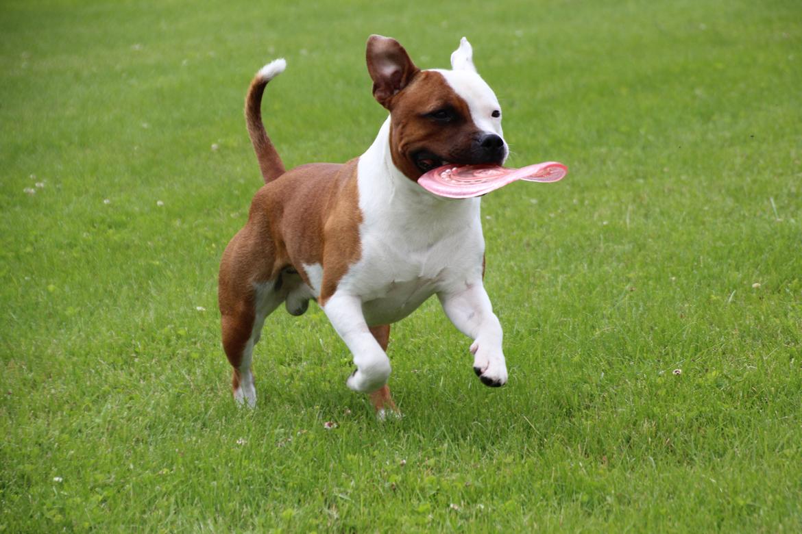 Staffordshire bull terrier *TwoFace* billede 4