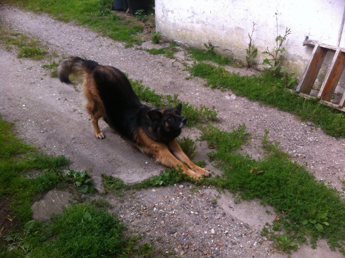 Schæferhund Sille død 2/3 2022  - Jeg strækker mig jeg strækker mig  billede 27