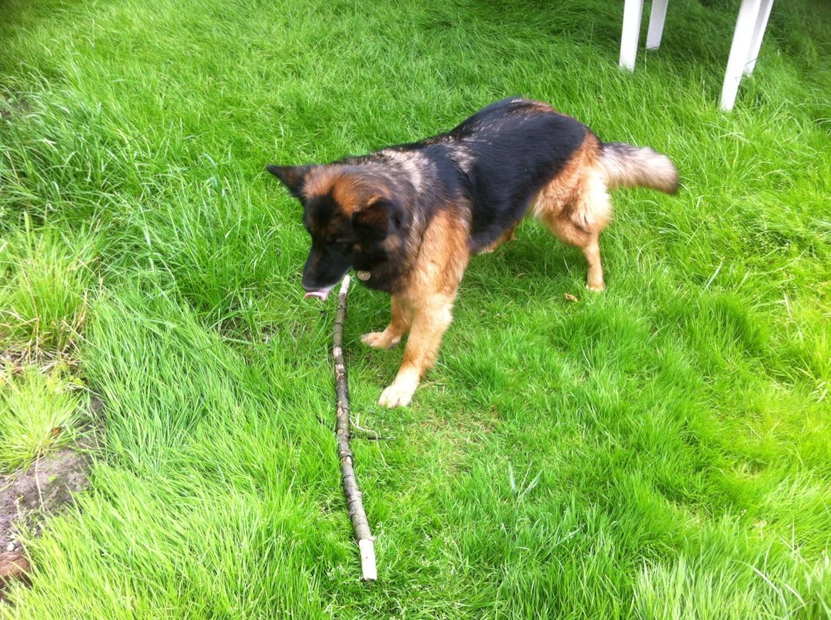 Schæferhund Sille død 2/3 2022  billede 28