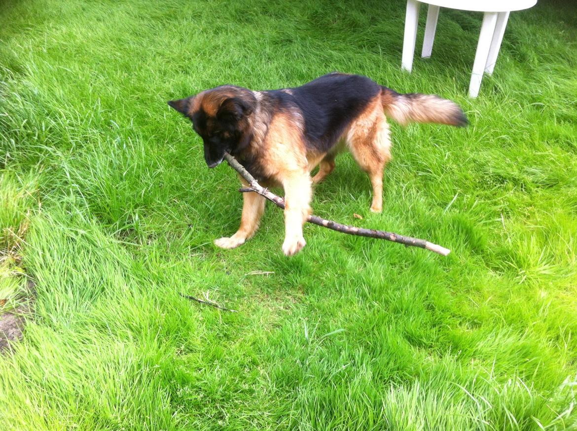 Schæferhund Sille død 2/3 2022  - Skal vi leje pind  billede 29