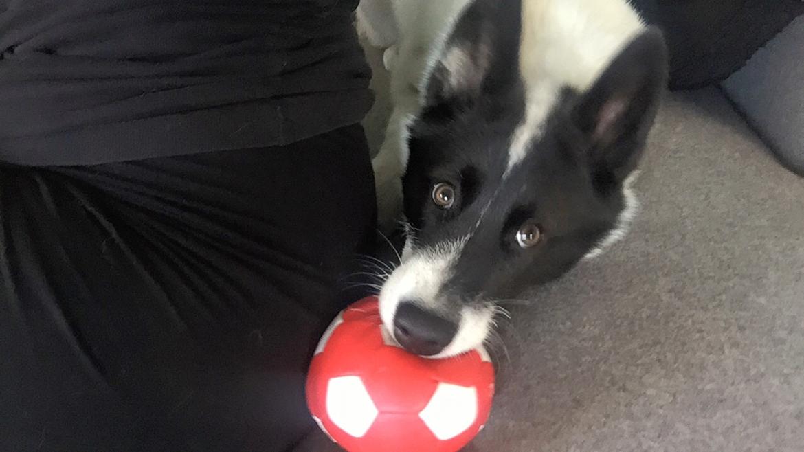 Grønlandshund Nanu ( isbjørn ) billede 9