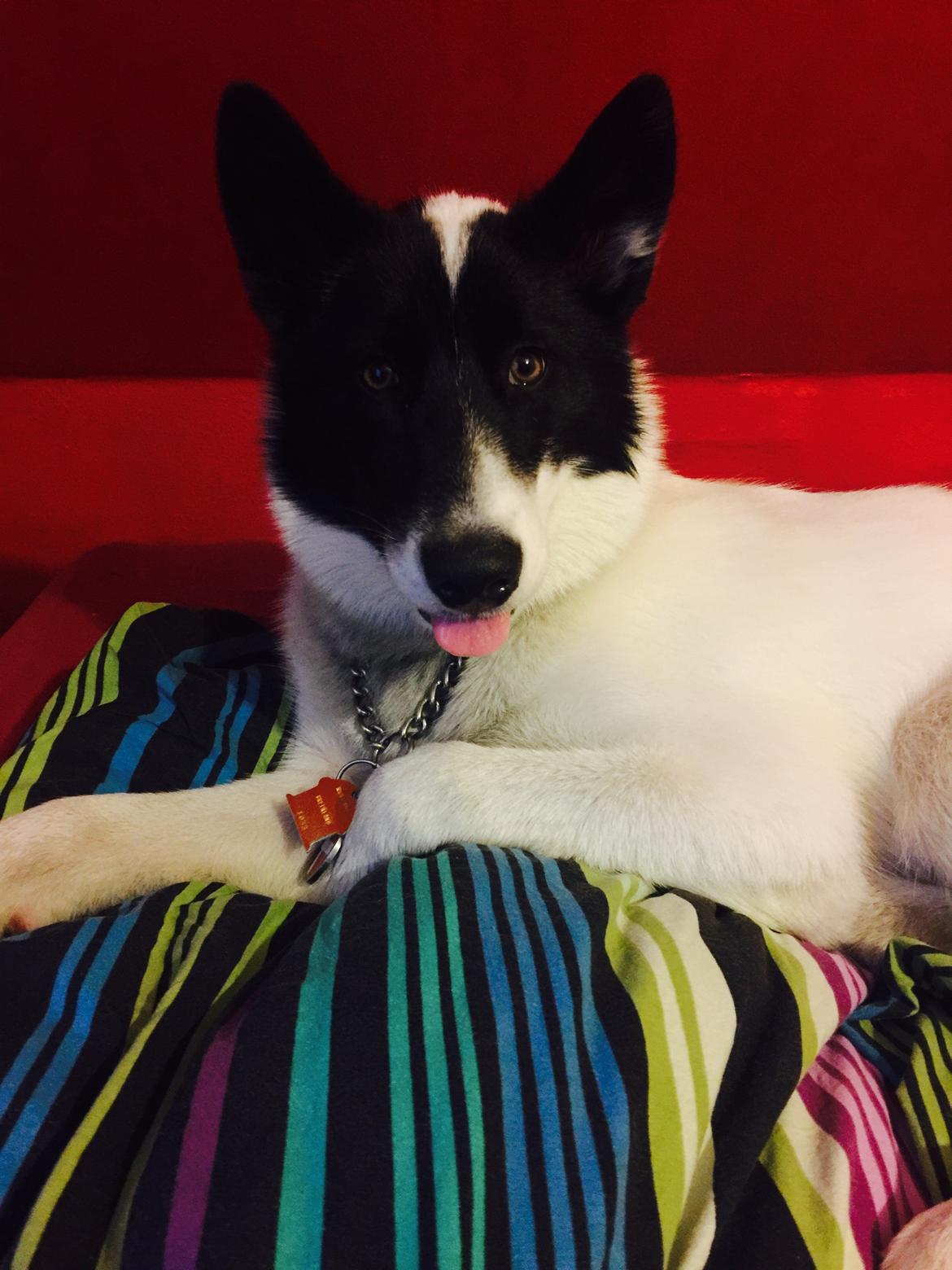 Grønlandshund Nanu ( isbjørn ) billede 10