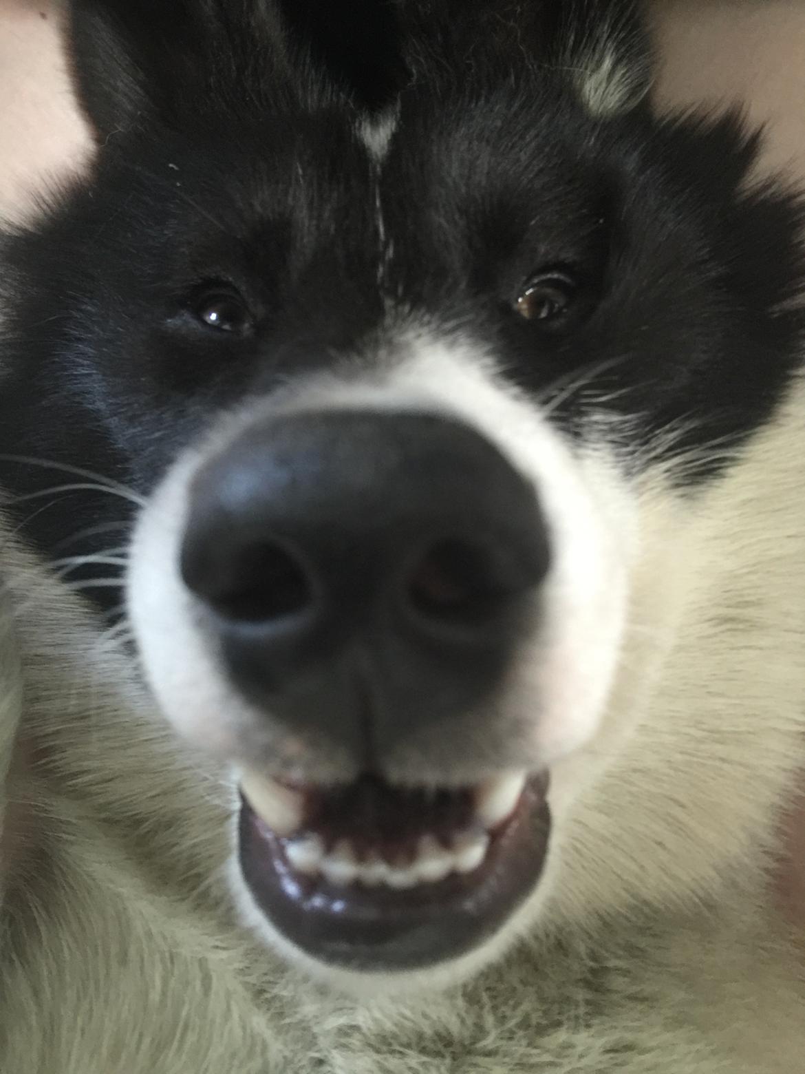 Grønlandshund Nanu ( isbjørn ) billede 11