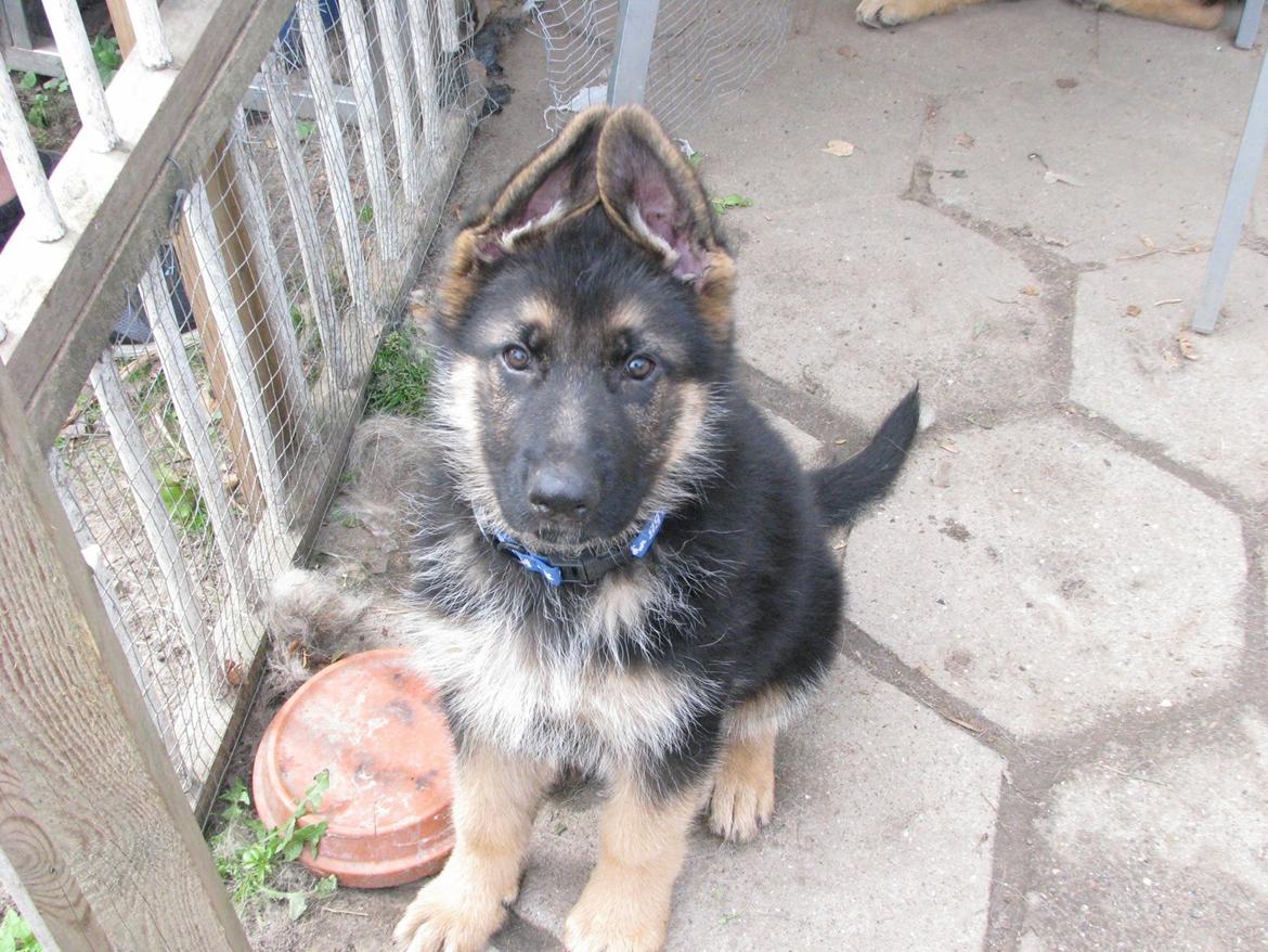 Schæferhund Enzo - 9 uger gammel :-) billede 14