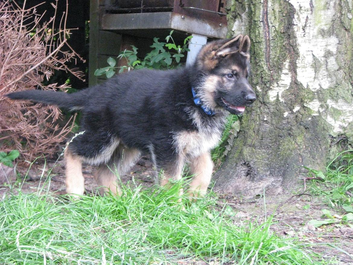 Schæferhund Enzo - 9 uger gammel :-) billede 15