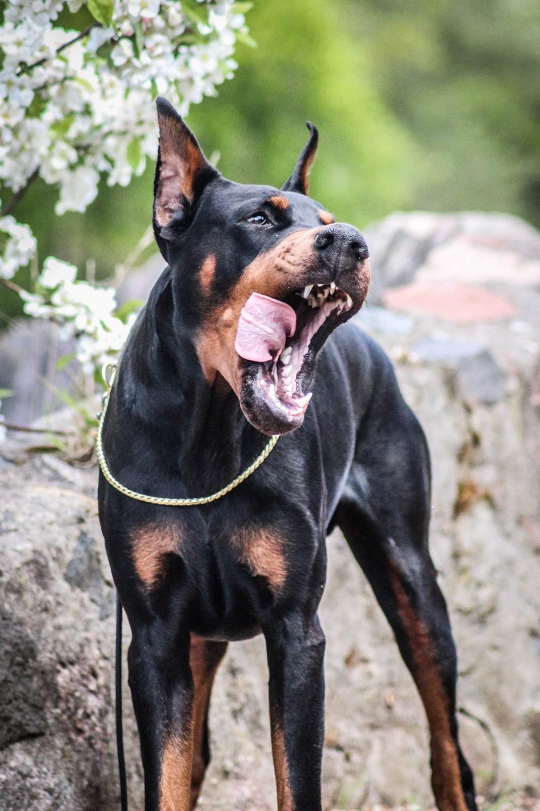 Dobermann Tahi-réme Nikon / Nooka billede 7