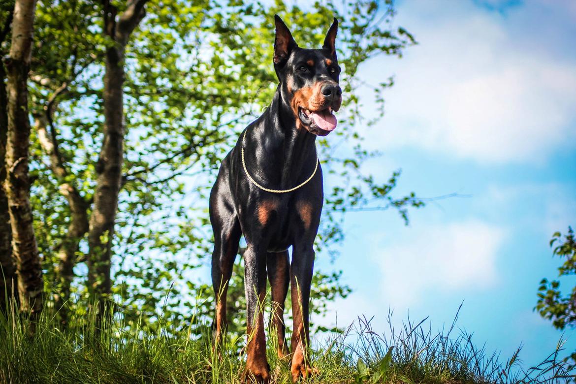 Dobermann Tahi-réme Nikon / Nooka billede 6