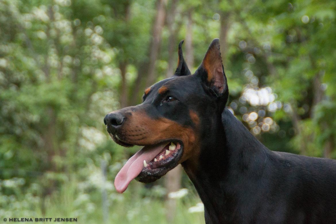 Dobermann Tahi-réme Nikon / Nooka billede 8