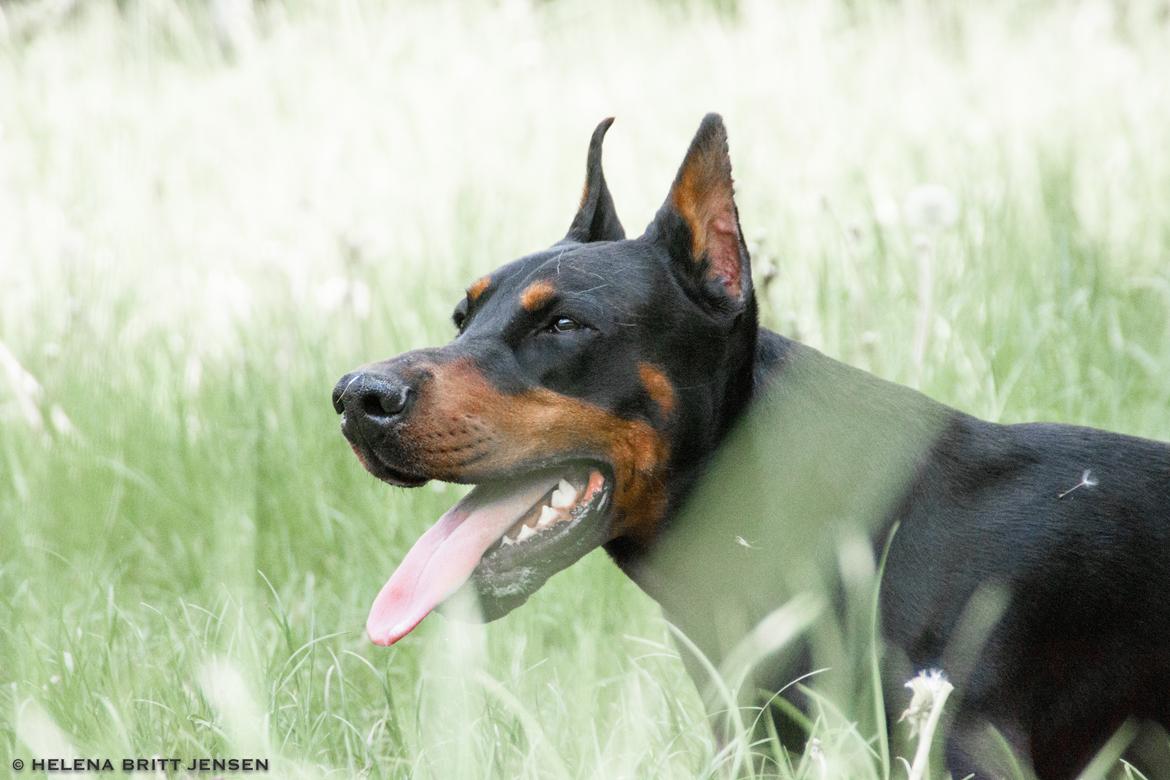 Dobermann Tahi-réme Nikon / Nooka billede 9