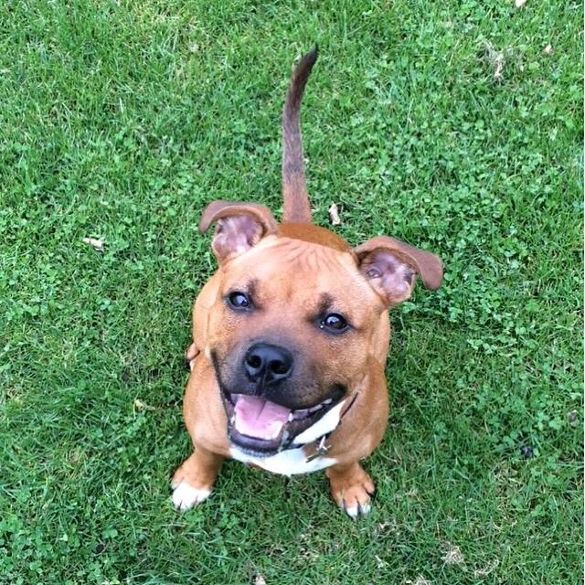 Staffordshire bull terrier Joddricks Devils Dream - Argo billede 1