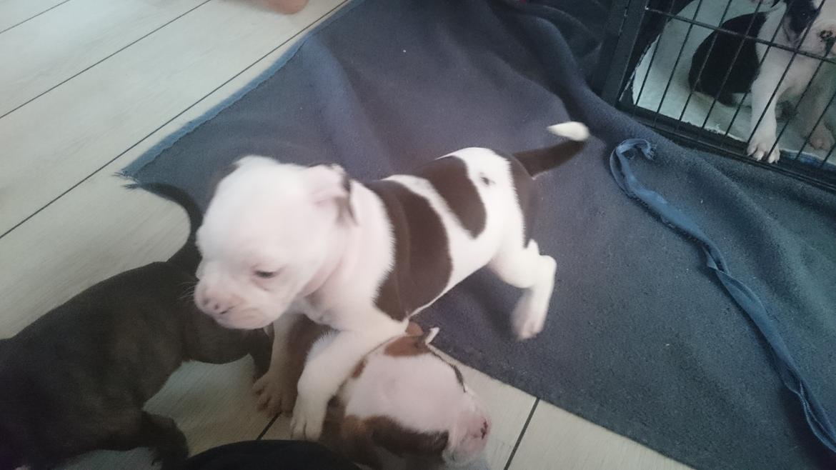 Olde english bulldogge Bella - Bella Ca 5 uger billede 1