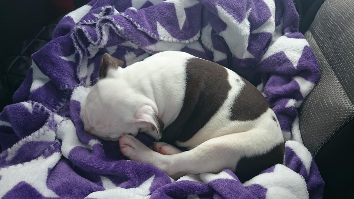 Olde english bulldogge Bella - dagen jeg hentet bella billede 2