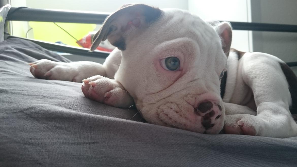 Olde english bulldogge Bella billede 3