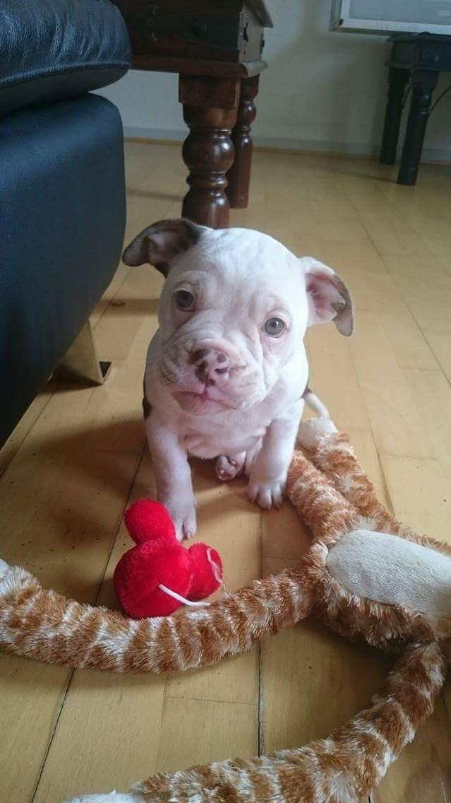 Olde english bulldogge Bella billede 4