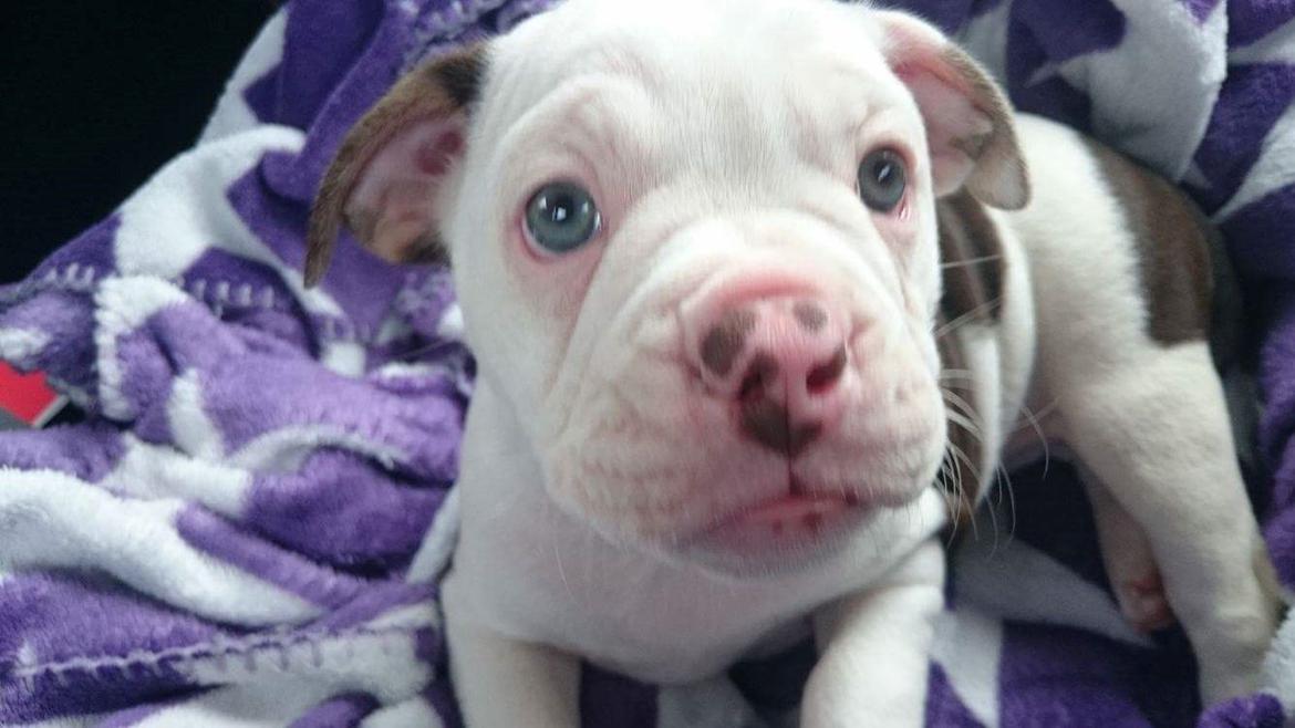 Olde english bulldogge Bella billede 5