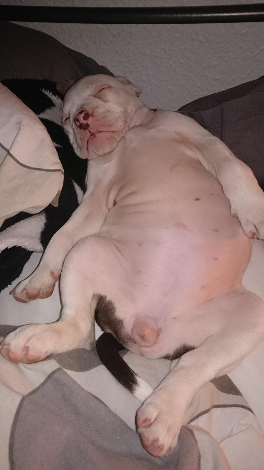 Olde english bulldogge Bella - elsker at sove på ryggen  billede 6