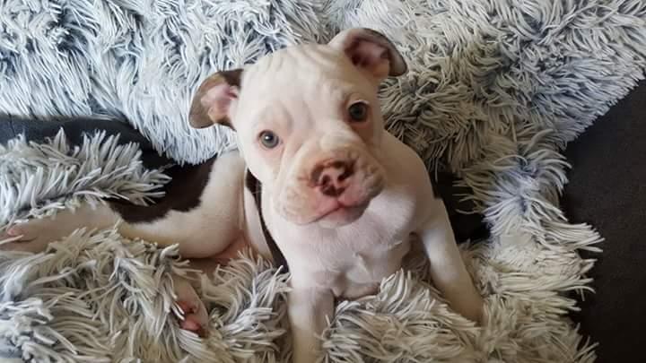 Olde english bulldogge Bella billede 7