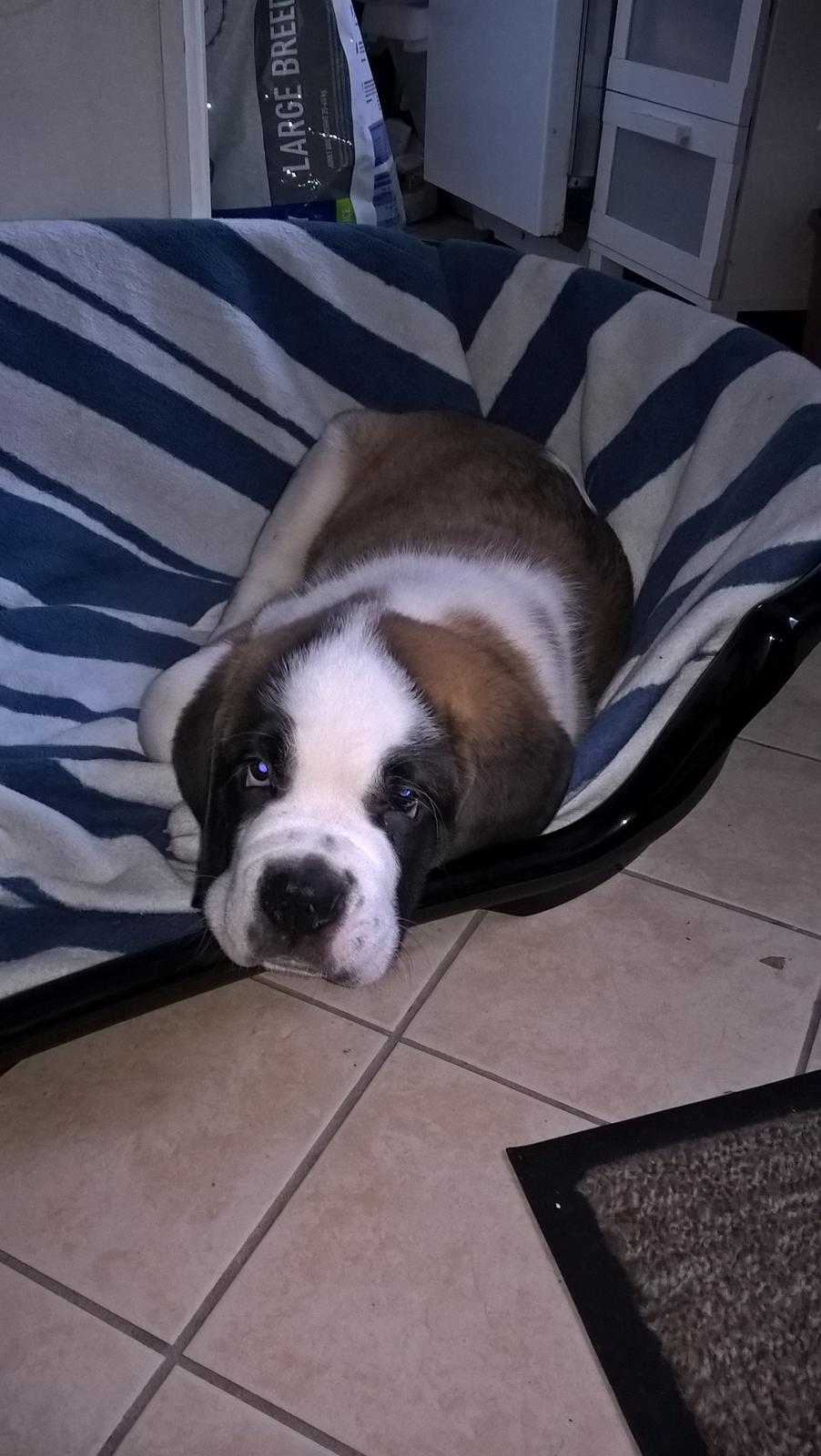 Sankt bernhardshund Jack billede 1