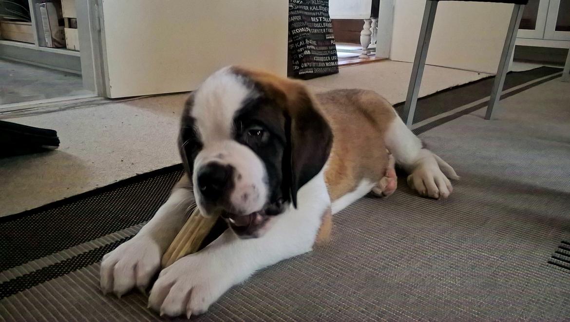 Sankt bernhardshund Jack billede 3