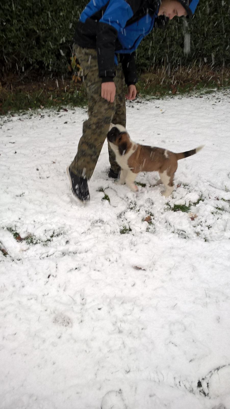 Sankt bernhardshund Jack billede 2