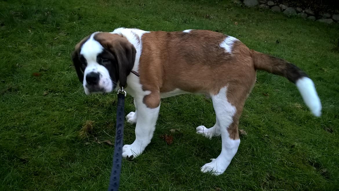 Sankt bernhardshund Jack billede 5