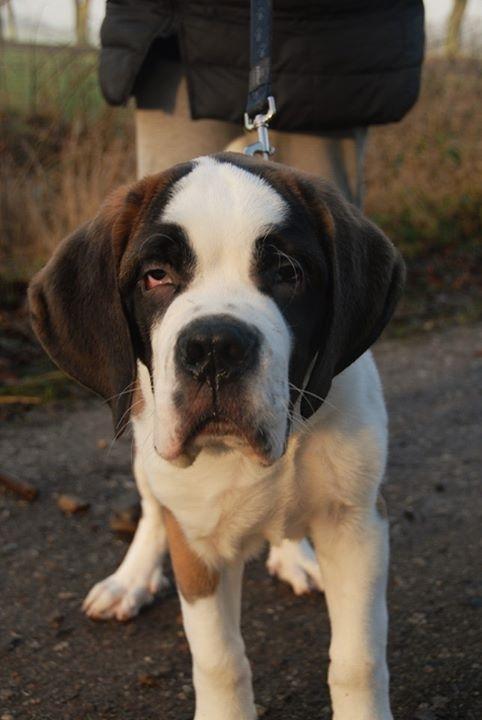 Sankt bernhardshund Jack billede 6