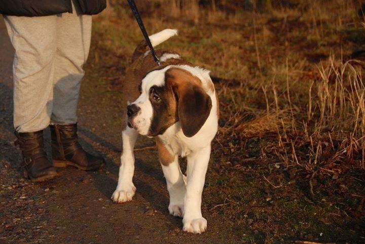 Sankt bernhardshund Jack billede 7