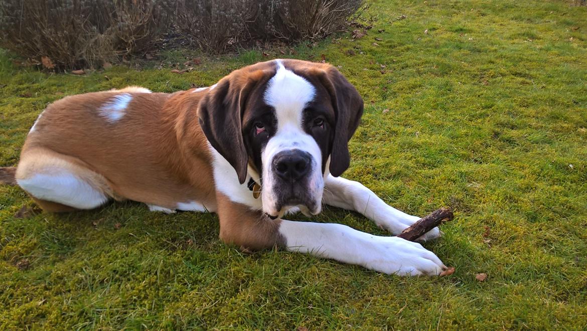 Sankt bernhardshund Jack billede 8