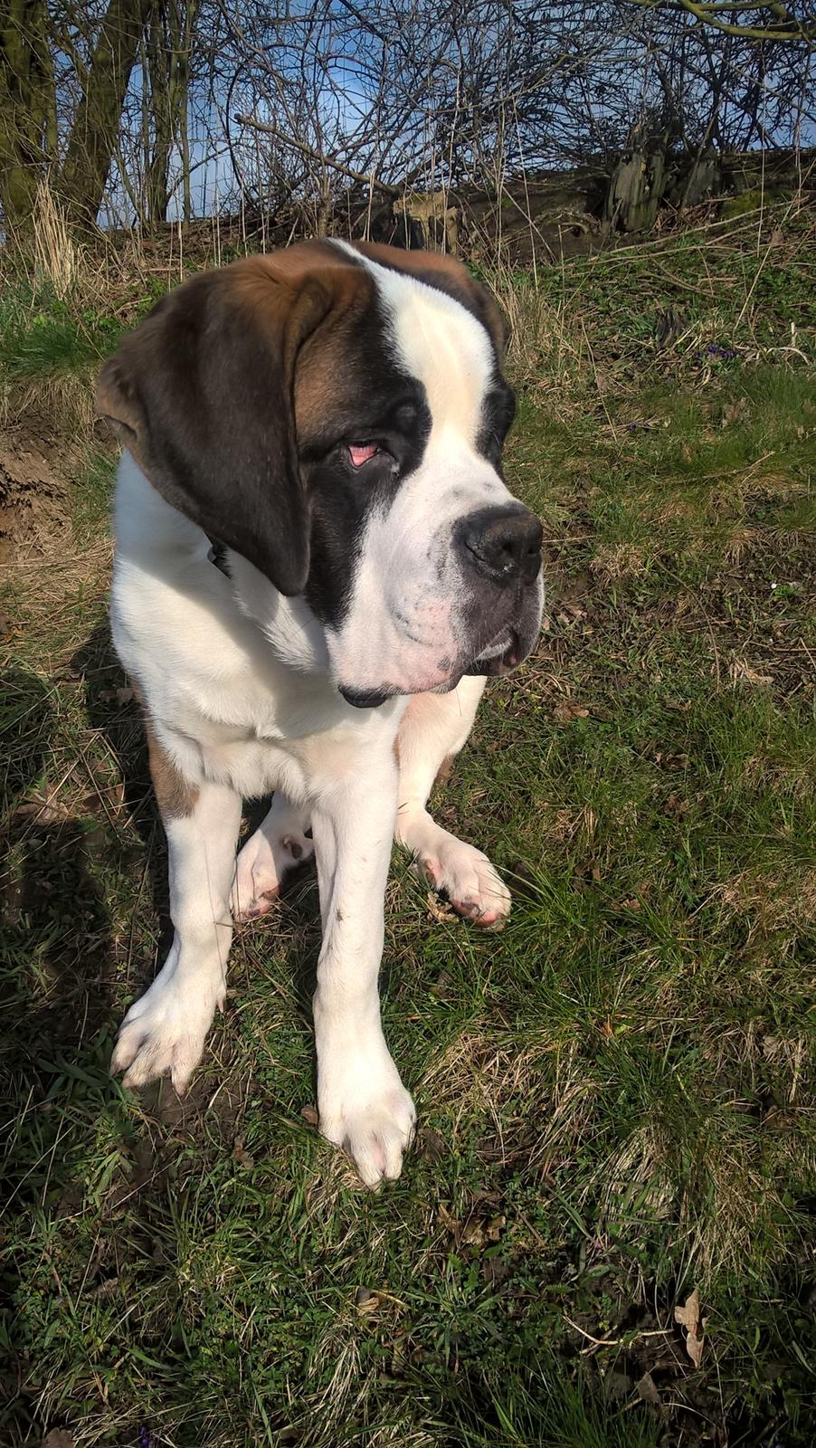 Sankt bernhardshund Jack billede 9