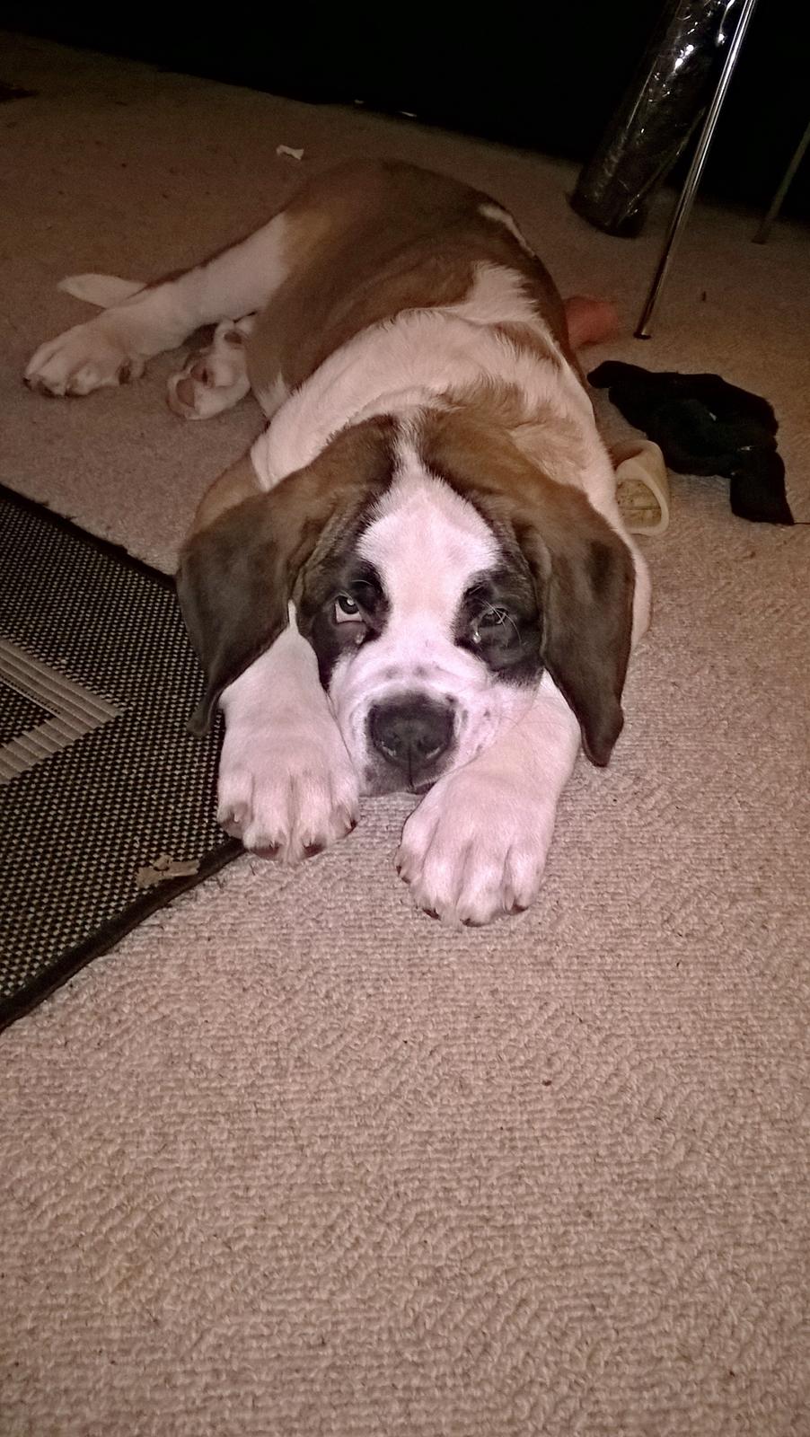 Sankt bernhardshund Jack billede 4