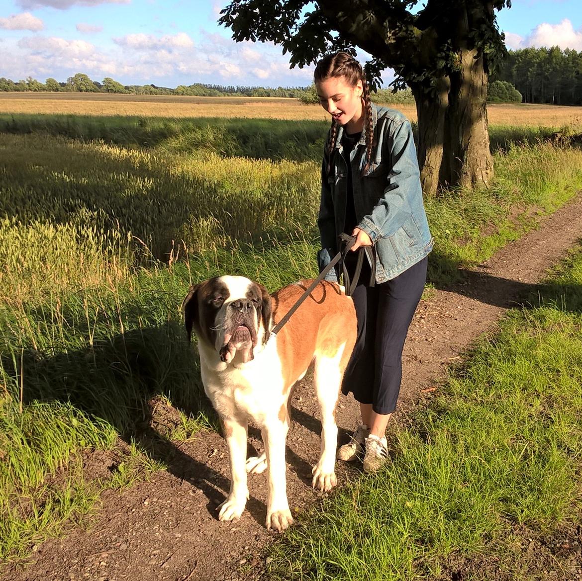Sankt bernhardshund Jack billede 12