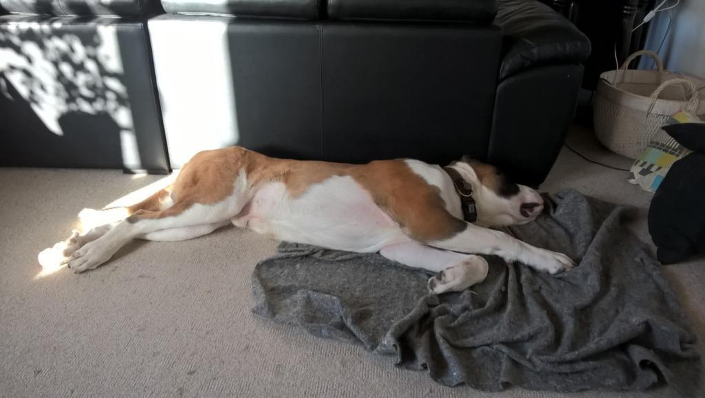 Sankt bernhardshund Jack billede 11