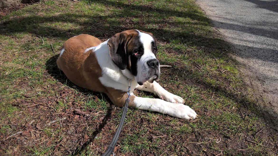 Sankt bernhardshund Jack billede 10