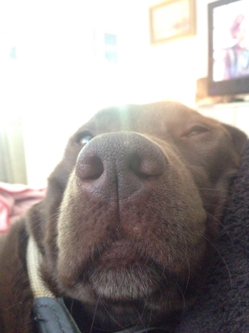 Labrador retriever Molli billede 13