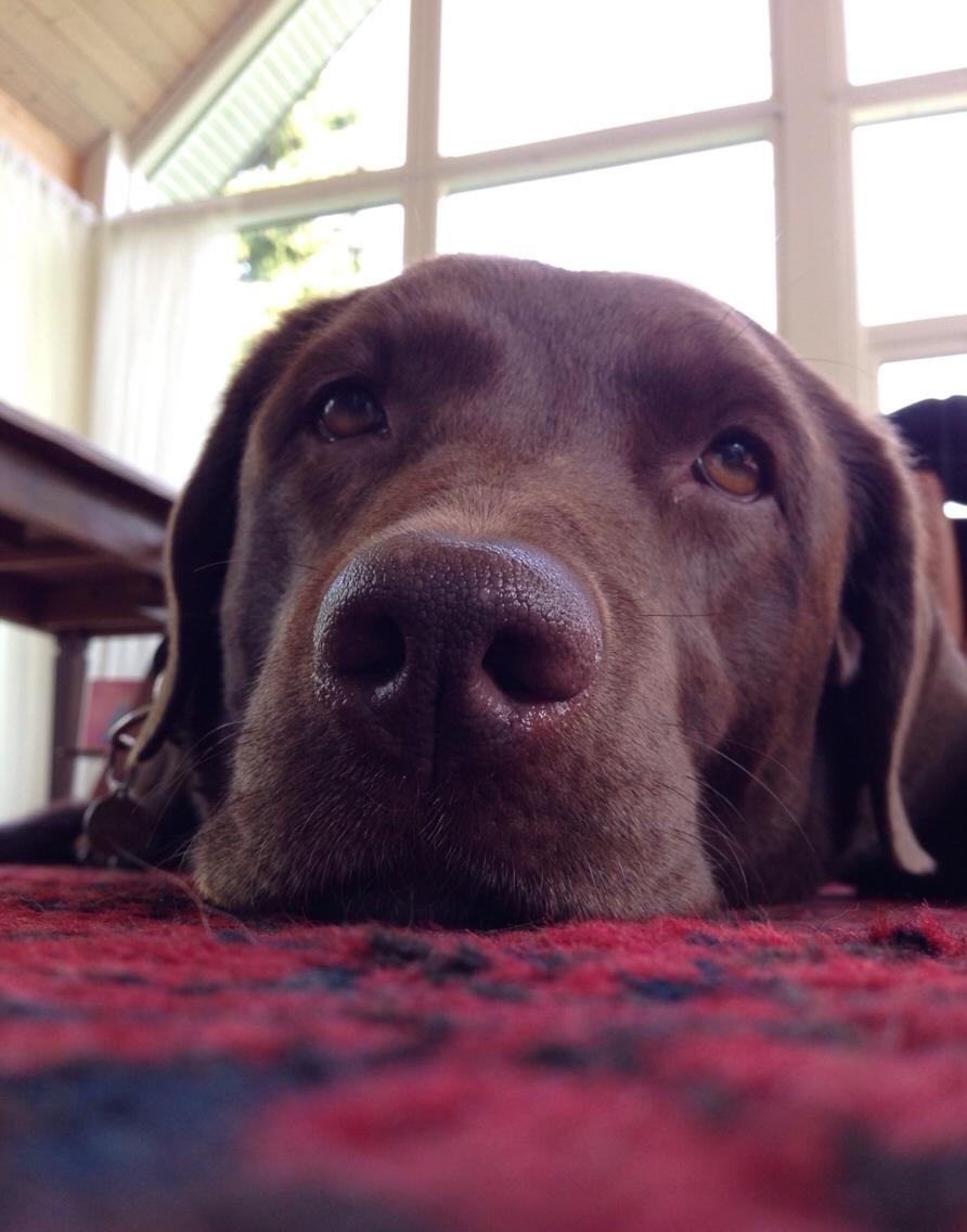 Labrador retriever Molli billede 14