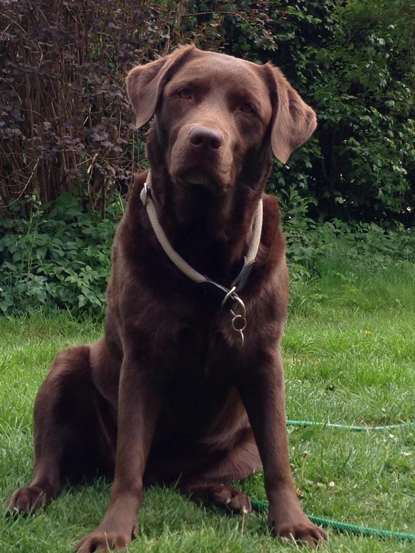 Labrador retriever Molli billede 12